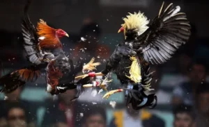 Hướng Dẫn Cách Chơi Đá Gà Sabong Tại ABC8 Từ A Đến Z