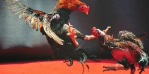 Chiến Thuật Chơi Đá Gà WS168 Tại ABC8 Luôn Thắng